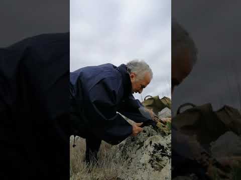 Yamadori pinu pinestris