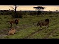 Male Lion Finds His Lioness With A Rival Male Lion