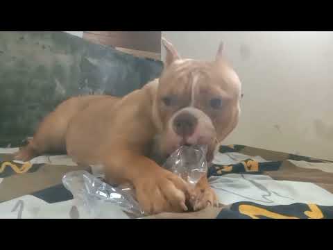 happy new year motchie