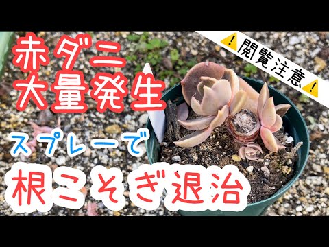 赤い水缶 植物