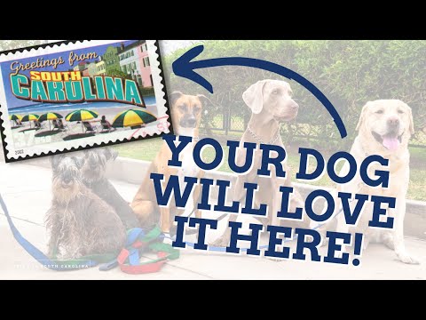 I20 Aiken County Pet Friendly