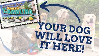 What is there to do with my dog in Aiken SC