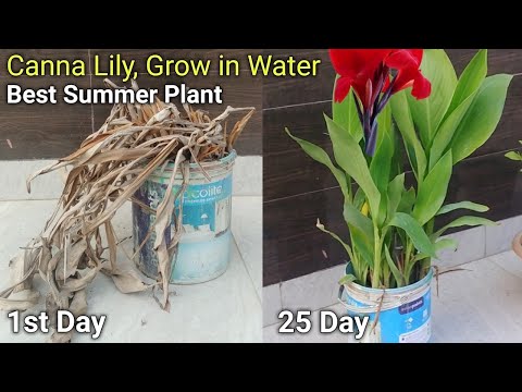 How to grow & care canna lily's | Best summer flowering plant