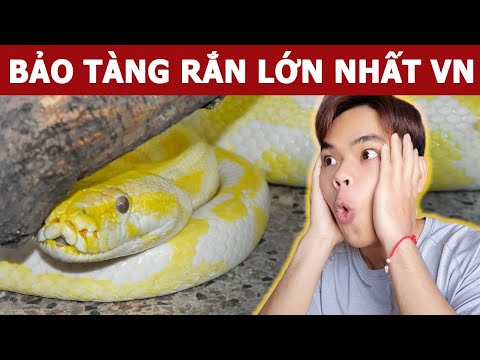 Ghé thăm bảo tàng rắn lớn nhất nước Việt Nam | Oops Banana V10g 141