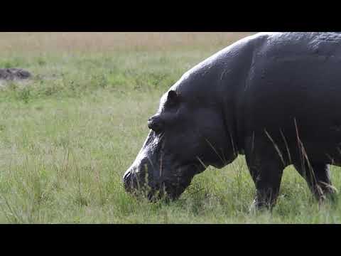 Ugandan hippo grazing