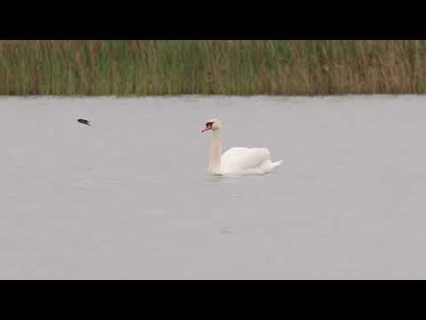 Mjellma ne Kosove, Ligatina e Hencit.