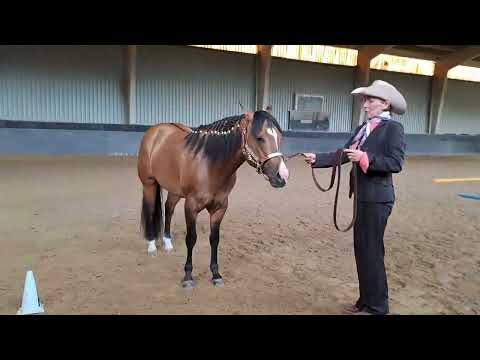 Quarter pony Germany Merlin dd Gunners Halter Stallion Jun 23