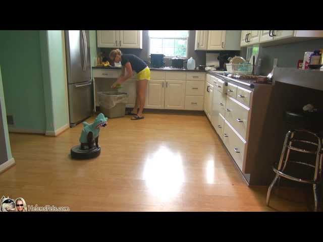 Cat Wearing A Shark Costume Cleans The Kitchen On A Roomba.  Shark Week. #SharkCat cleaning Kitchen!