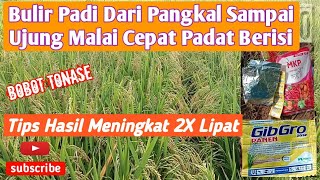 Download lagu Tips Aplikasi ZPT GIBGRO pada Tanaman Padi mp3