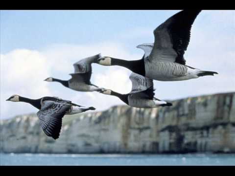 Winged Migration  / Nick Cave - To Be By Your Side /