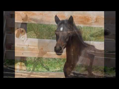 Arabian Filly Brandon Bey JCA x Jewella