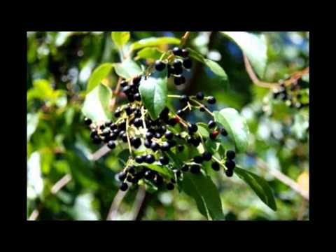 Buy maqui berry in uk