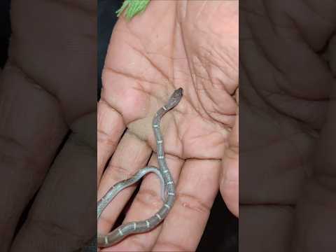 How does he control the snake? #shorts