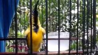 Download lagu Sogok Ontong Ngobra Gacor mp3