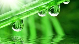 SPRING RAIN WITH BIRDS | Nature Sounds For Relaxation &amp; Sleep