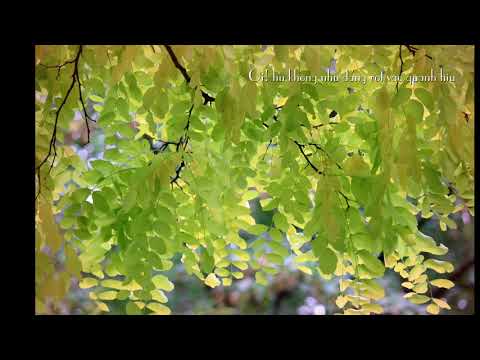 CÓ PHẢI EM VỀ ĐÊM NAY