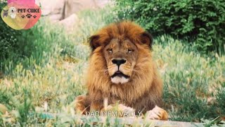 Discover the Secret Life of Wild Animals#shorts #trending #pet #funny #meme #viral #foryou #animals