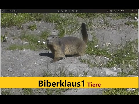 Schnelle Murmeltiere im Bachbett. (Murmeltierweg Graubünden Avers)