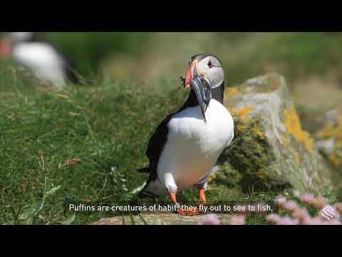 Behind the Lens: Discovering Scotland’s Atlantic Puffins on the Isle of Lunga