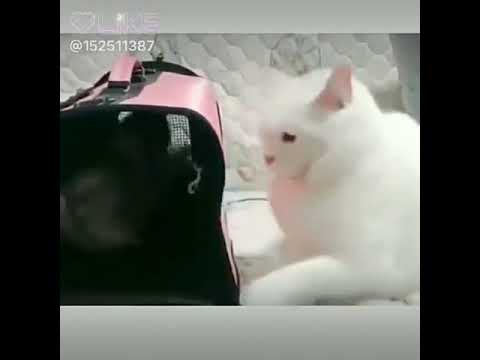 Gohildharmesh690@gmail.com dharmesh(2)