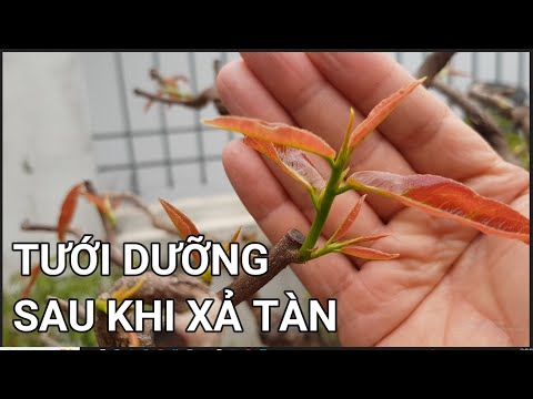 🔴 QBS23387 - XẢ TÀN XONG TƯỚI PHÂN GÌ CHO CÂY | PHÂN THUỐC MAI VÀNG THÁNG 2 | CHĂM SÓC MAI MIỀN BẮC