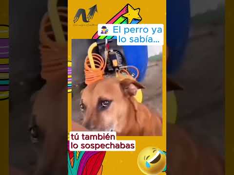 El perro ya lo sabia