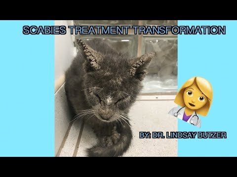 Cat saved from Scabies! | Transformation back to normal