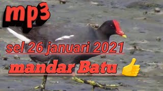 Download lagu suara pikat burung mandar batu mp3