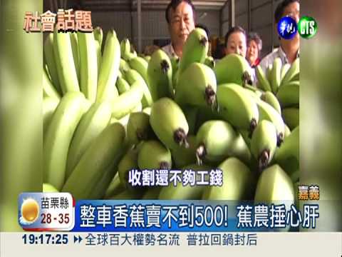 頂級香蕉1公斤6元 蕉農欲哭無淚