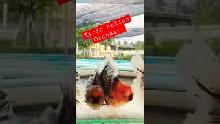 Download lagu STUNNING Kirin Calico Oranda from Star Fisheries! mp3 Download lagu STUNNING Kirin Calico Oranda from Star Fisheries! mp3