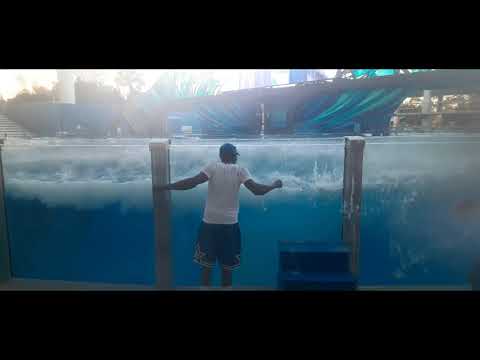 SeaWorld Orca Encounter 02 07 2023