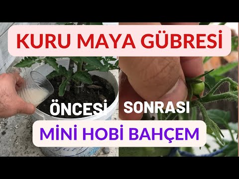 , title : 'Çok etkili sıvı “Kuru Maya” gübresi (domates, salatalıklarınızı coşturacak yöntem)- Mini Hobi Bahçem'