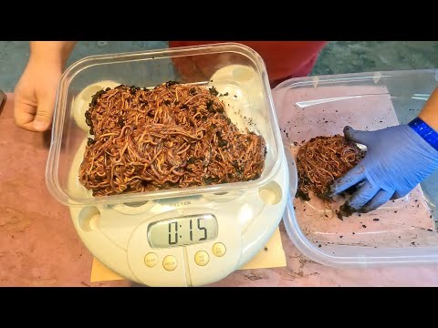 154-day bin harvest & 2 pound red wiggler exchange - worm farm vermicomposting