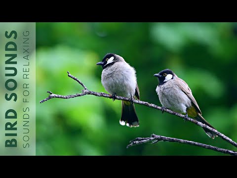 10 hours watching beautiful birds (No music) Relaxing nature, birds singing
