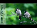 10 Hours Watching Beautiful Birds No Music Relaxing Nature Birds Singing