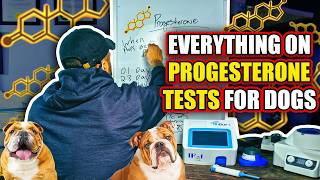 Everything you need to know about dogs & progesterone testing! (Proges