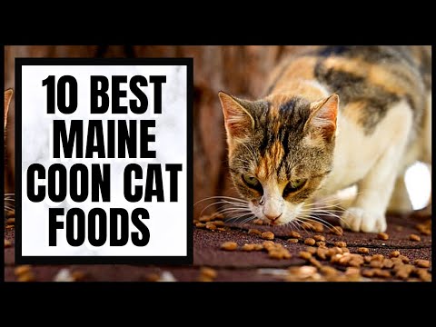 The 10 Best Maine Coon Cat Foods