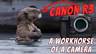 Canon R3 - Still a Workhorse. Baby Otters and Sandpipers!