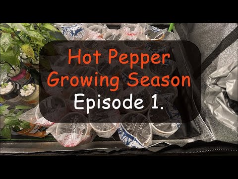 Crazy Hot Pepper Growing Season (2021) Ep. 1