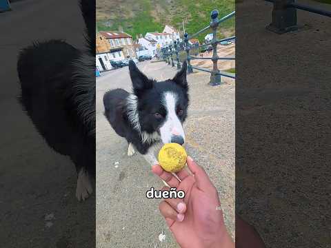 El olfato e inteligencia de los border collie es impresionante.  #perros #bordercollie