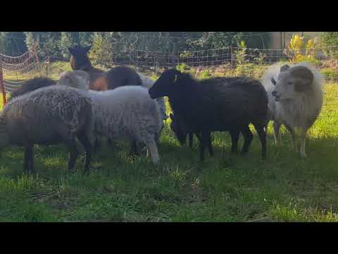 , title : 'Die "Kleinste Schafrasse der Welt" - Quessant Schafe/Bretonische Zwergschafe (Minischafe)/Schafe'