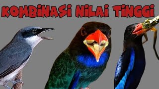 Download lagu KOMBINASI NILAI TINGGI |jinjing petulak tengkek udang dan tengkek buto mp3