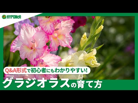 グラジオラスの越冬: これが仕組みです 植物