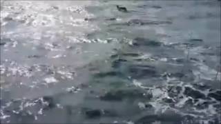 Graban Ballenas Orcas en Cabo Rojo Puerto Rico