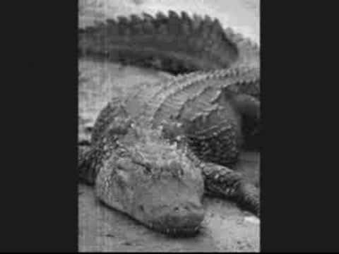 Video thumbnail for Alligators