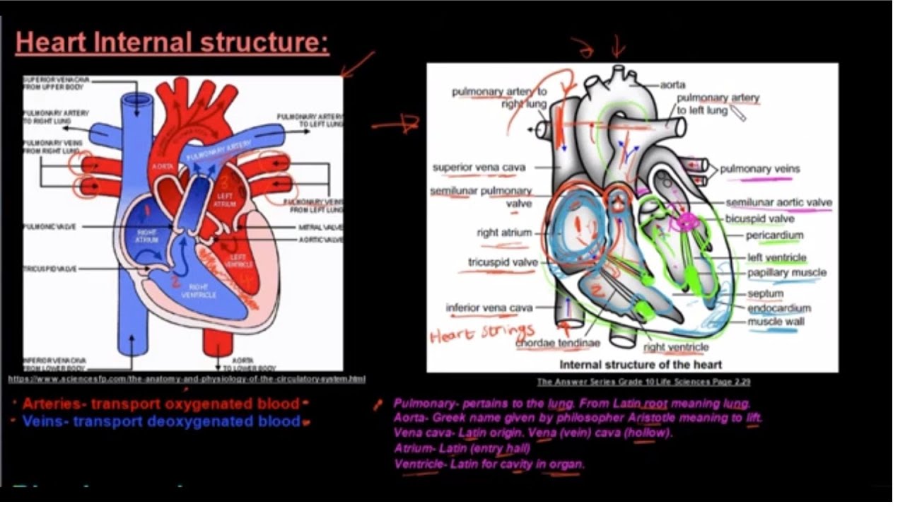 Grade 10 Life Sciences Human Transport System Part 3 Heart Internal Structure
