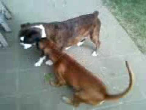 Aza et Jorka qui jouent