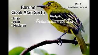 Download lagu SUARA PIKAT BURUNG CIPOH ATAU SERPU LIAR PALING AMPUH mp3 Download lagu SUARA PIKAT BURUNG CIPOH ATAU SERPU LIAR PALING AMPUH mp3