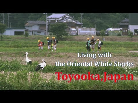 Living with the Oriental White Storks - Visit Kinosaki