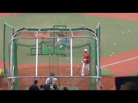経営学科 大谷翔平とヌートバー、ヤバい打撃練習。これだけで球場来る価値あり! WBC、強化試合の試合前打撃練習。2023年3月7日、侍ジャパン対オリックス。
